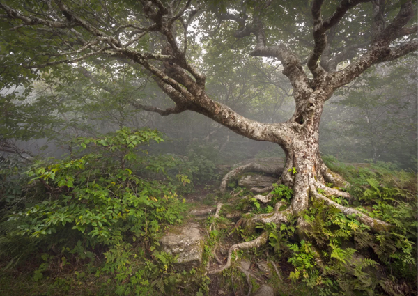 حرکت عجیب زمین در یکی از جنگل های کانادا