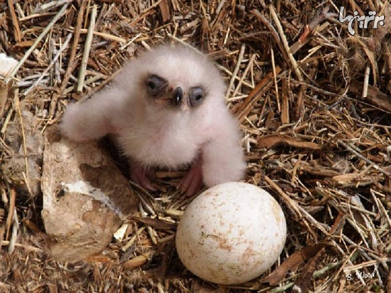 تصاویر زیبای از تخم درآمدن حیوانات