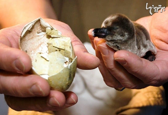 تصاویر زیبای از تخم درآمدن حیوانات