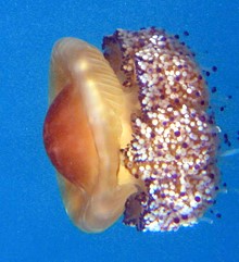 انواع عروس دریایی
