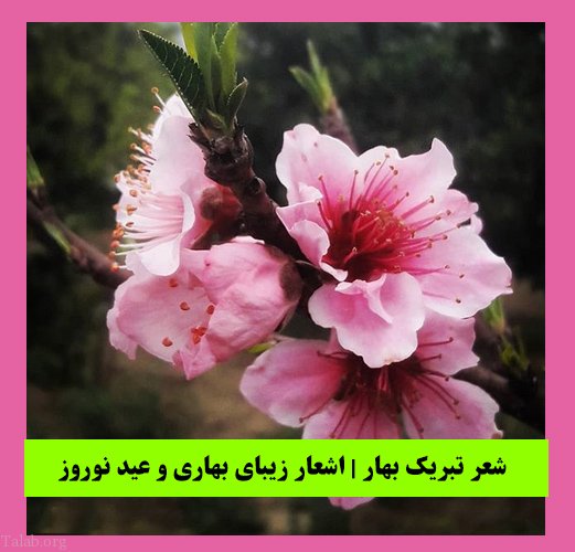 شعر تبریک بهار | اشعار زیبای بهاری و عید نوروز