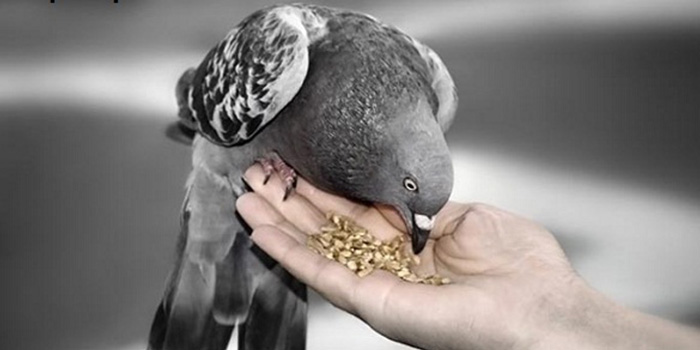 نکات کلیدی و کاربردی برای تغذیه کبوتر در شرایط مختلف | مجله اینترنتی انعکاس