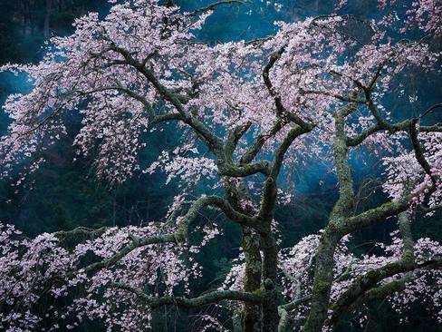 شکوفه های گیلاس – ژاپن